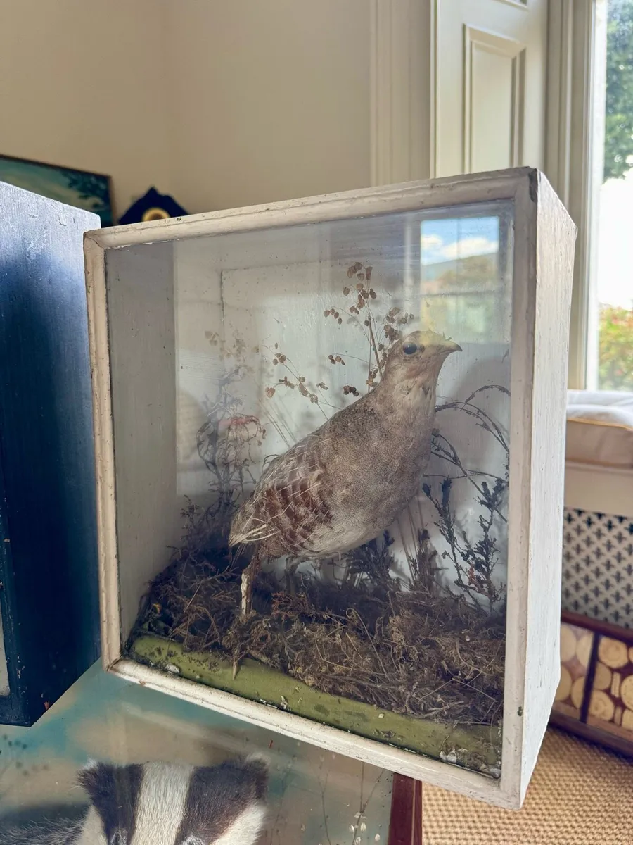 Large lot of antique taxidermy - Image 4