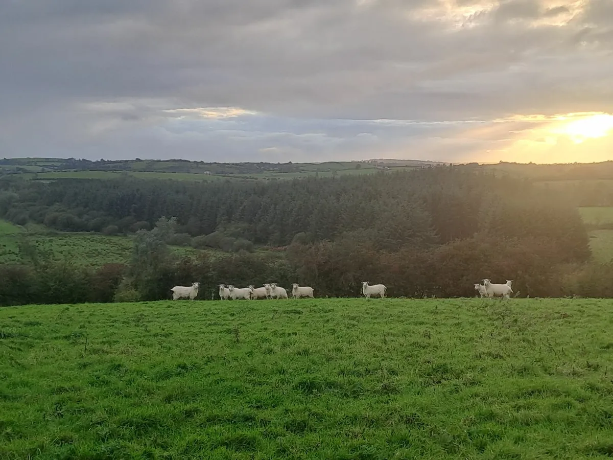Hogget ewe - Image 1