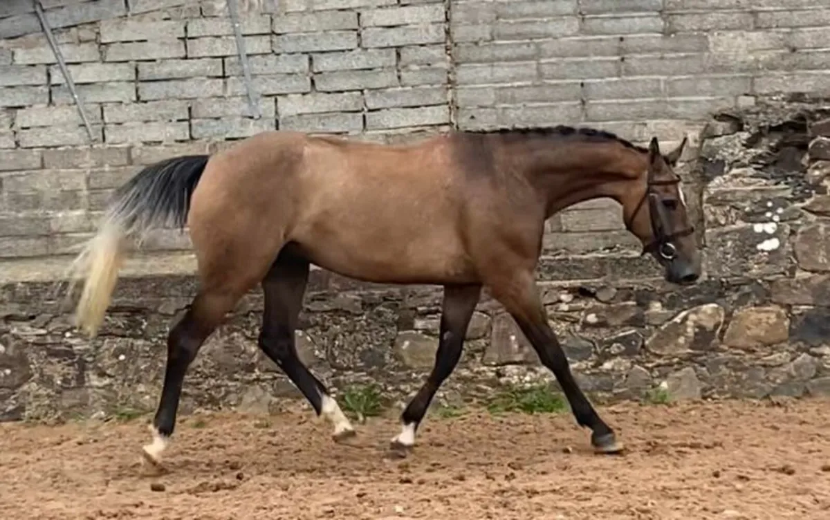 Home Bred Gelding - Image 1