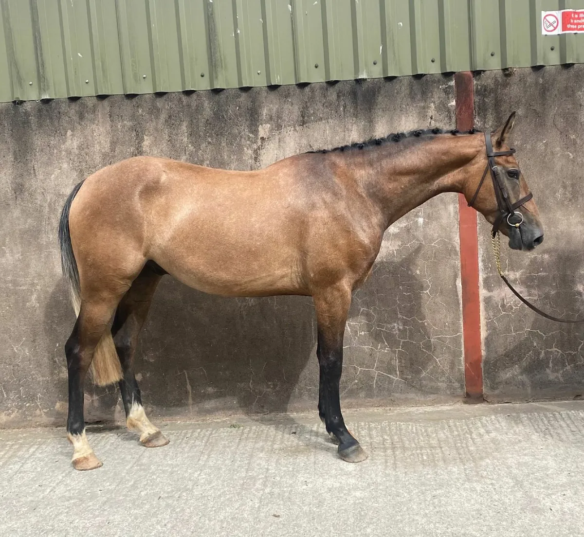 Home Bred Gelding - Image 2