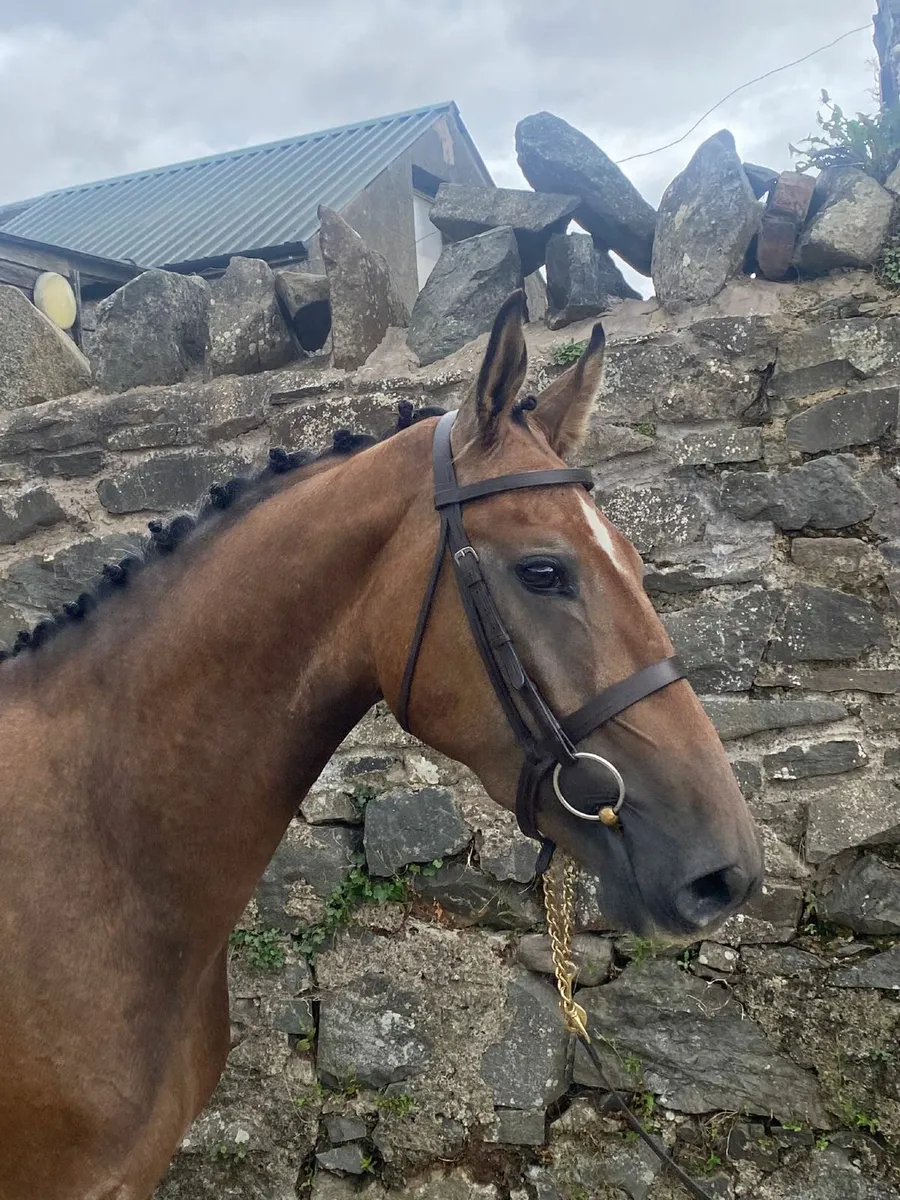 Home Bred Gelding - Image 3