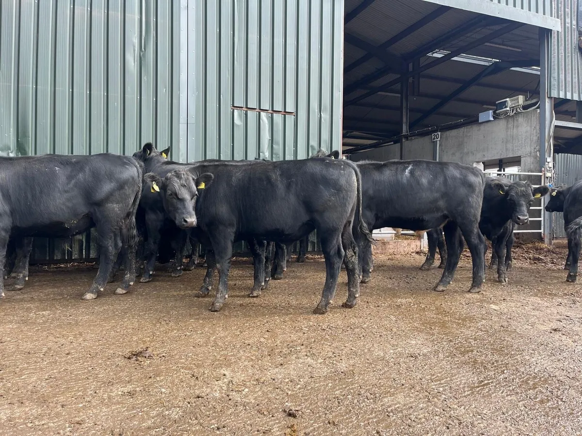 Super 520 kg Angus store bullocks - Image 1