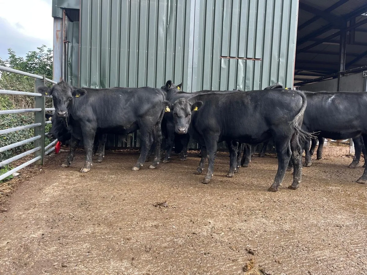 Super 520 kg Angus store bullocks - Image 2