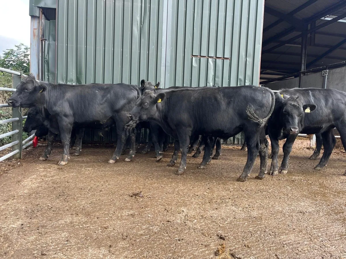 Super 520 kg Angus store bullocks - Image 3