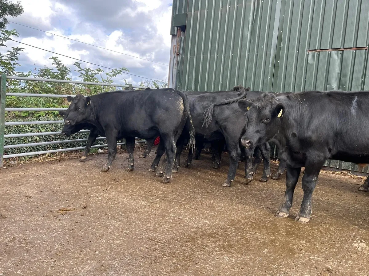 Super 520 kg Angus store bullocks - Image 4