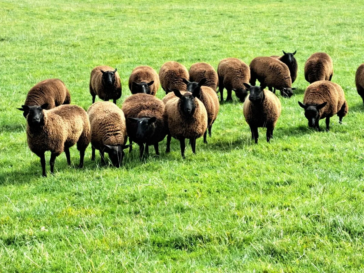 Dutch Spotted X Ewe Lambs - Image 2