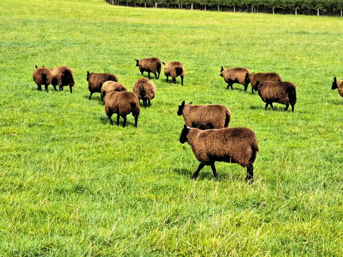 Dutch Spotted X Ewe Lambs - Image 3