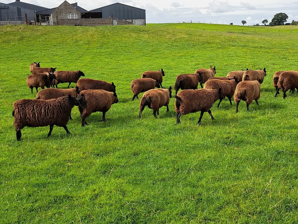 Dutch Spotted X Ewe Lambs - Image 4