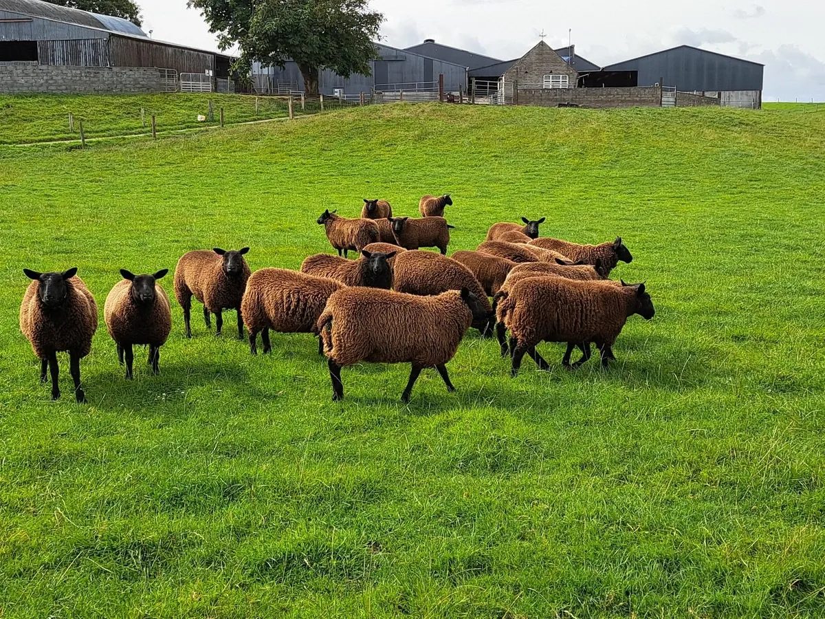 Dutch Spotted X Ewe Lambs - Image 4