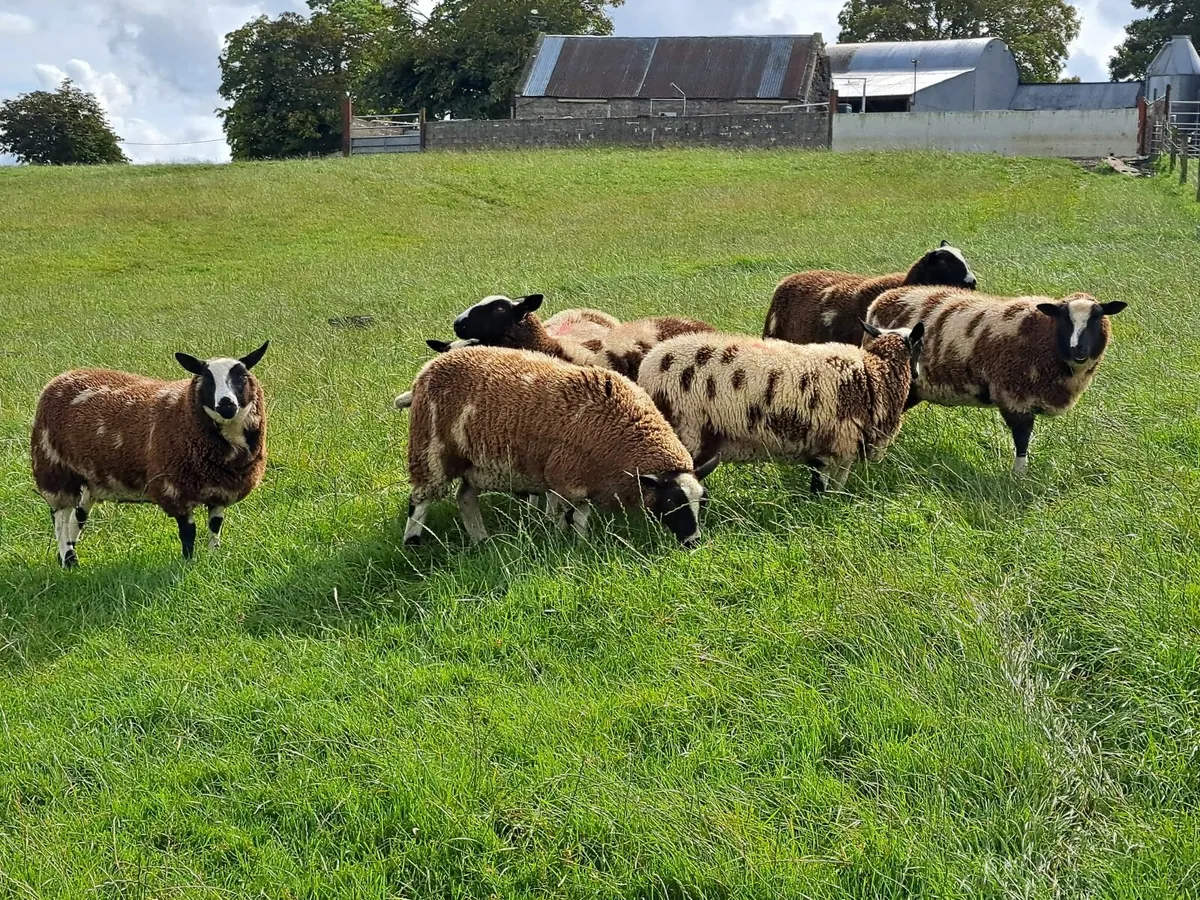 Dutch Spotted X Ewe Lambs - Image 1