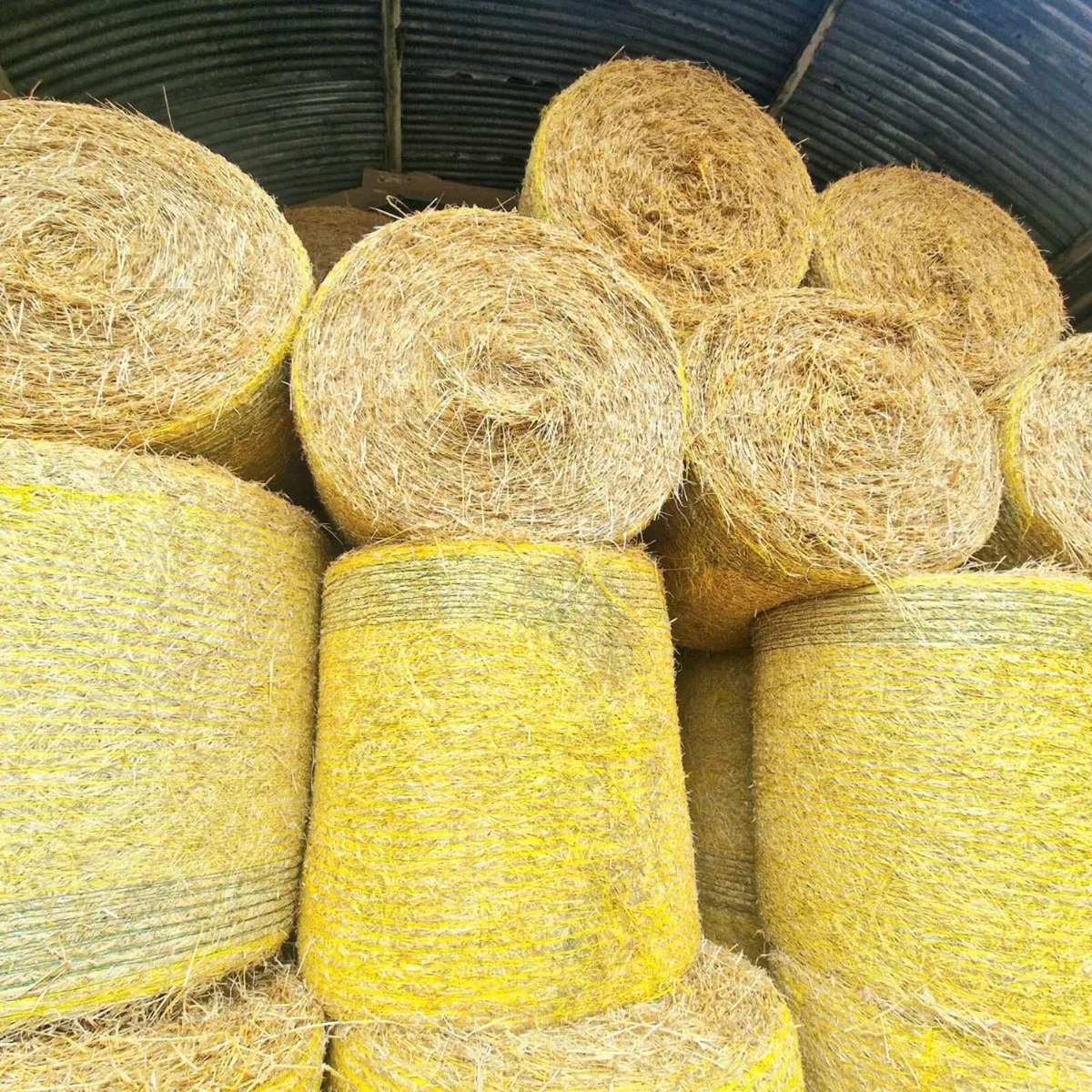 Spring barley straw - Image 1
