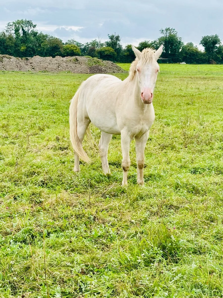 Blue Eyed Cream Connemara Gelding