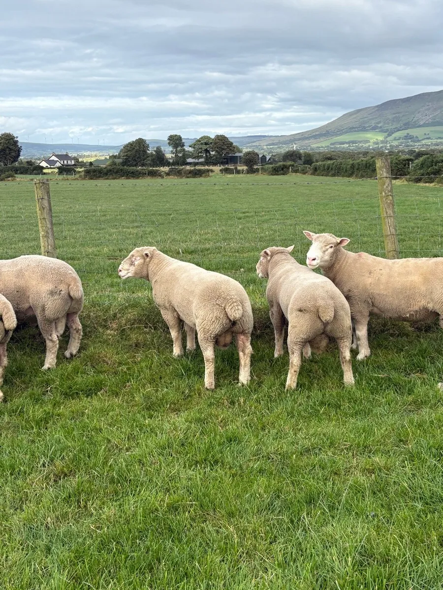 Dorset Rams - Image 1