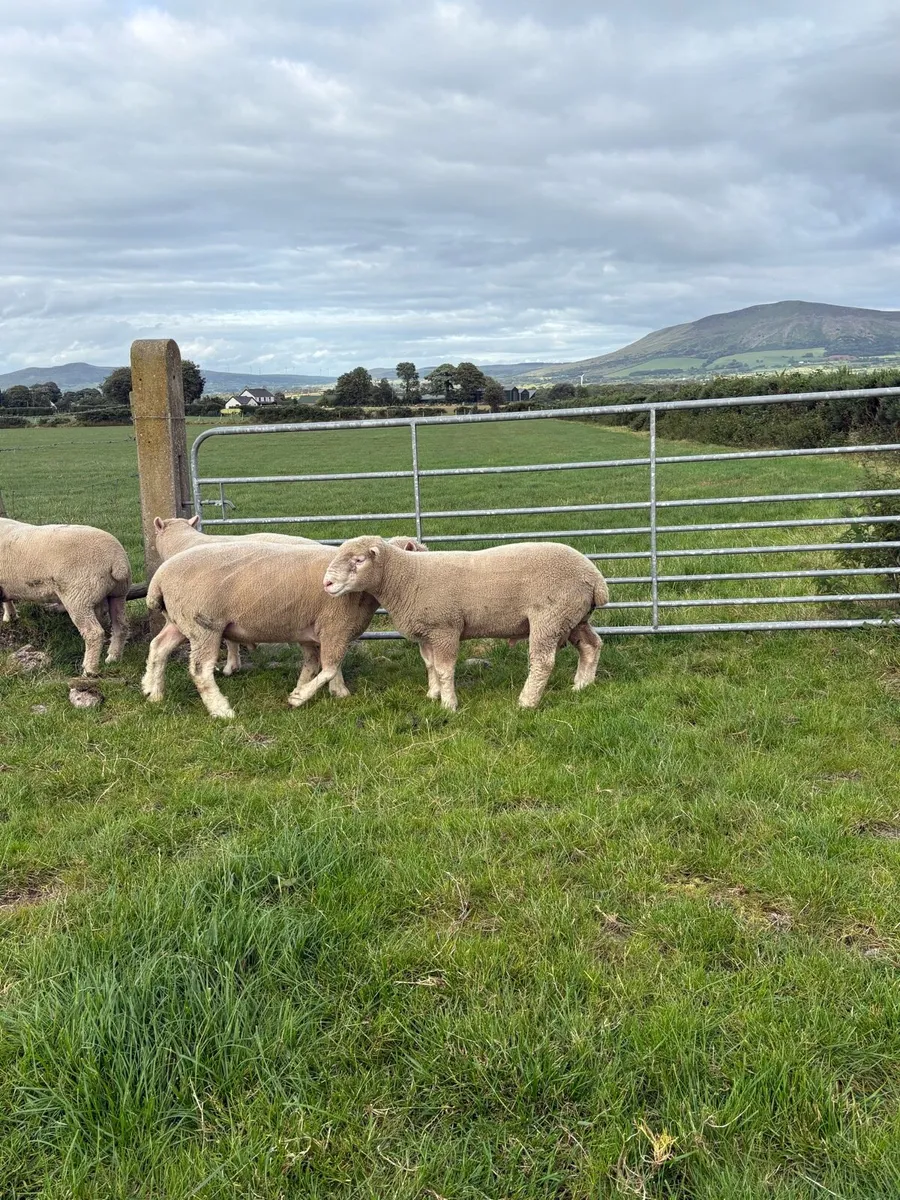 Dorset Rams - Image 2