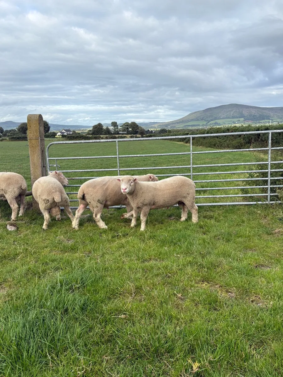 Dorset Rams - Image 3