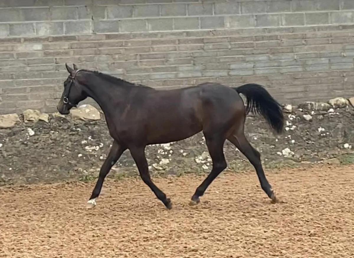 Home Bred Filly - Image 1