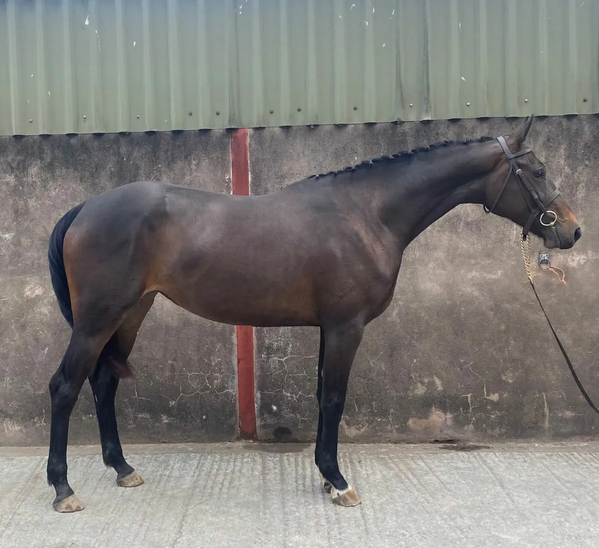 Home Bred Filly - Image 2