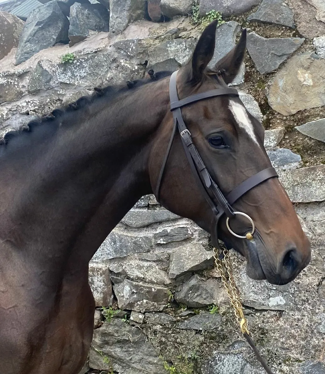 Home Bred Filly - Image 3