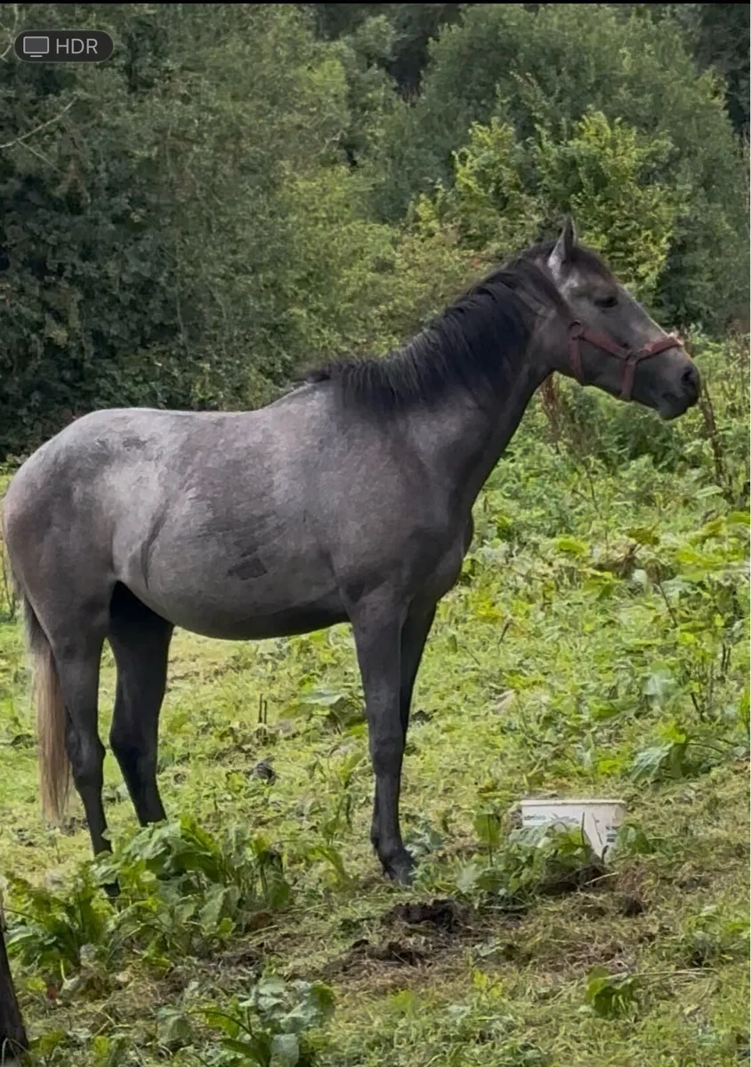 Sumbal 2 Year old Grey Gelding - Image 1