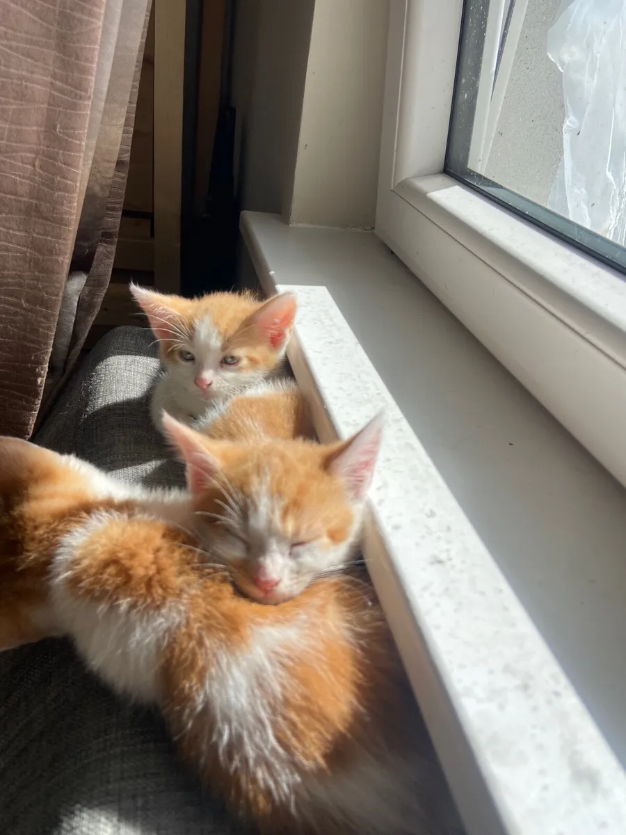 Cats - Image 2