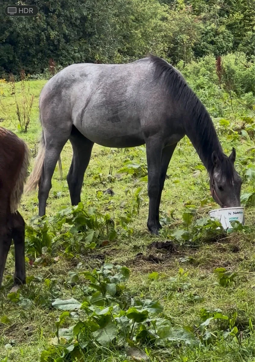 Sumbal 2 Year old Grey Gelding - Image 2