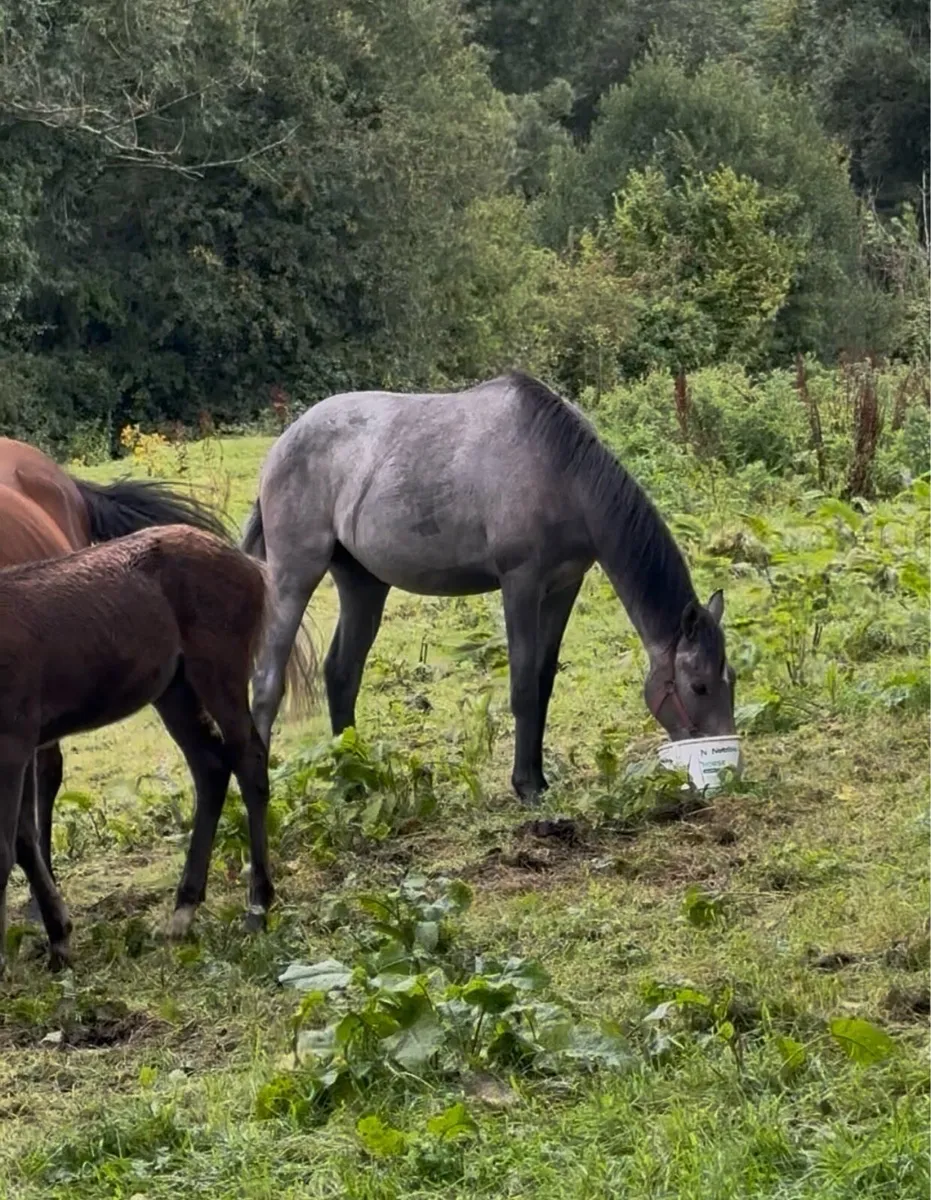 Sumbal 2 Year old Grey Gelding - Image 3