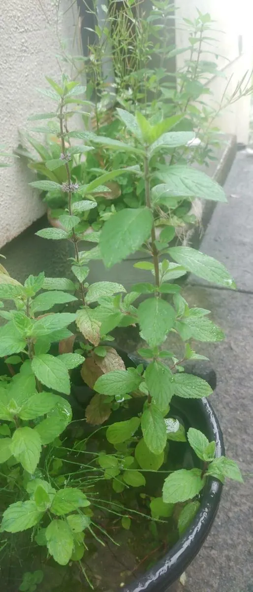 Fresh mint for replanting - Image 1