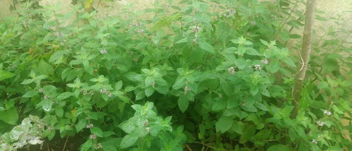 Fresh mint for replanting - Image 2