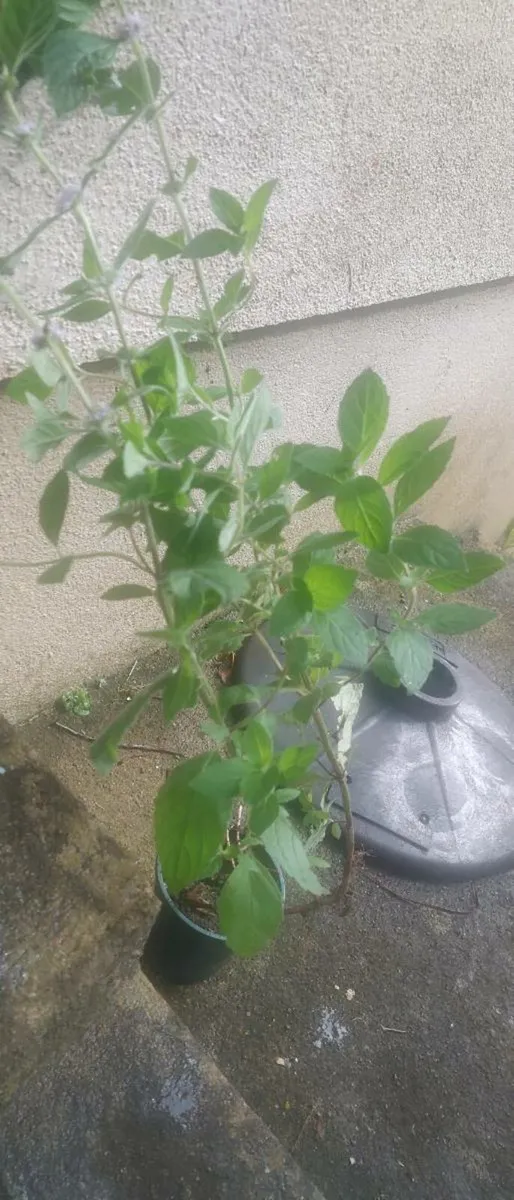 Fresh mint for replanting - Image 3