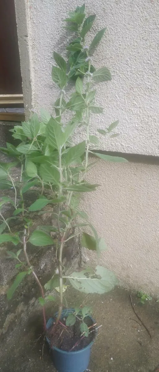 Fresh mint for replanting - Image 4
