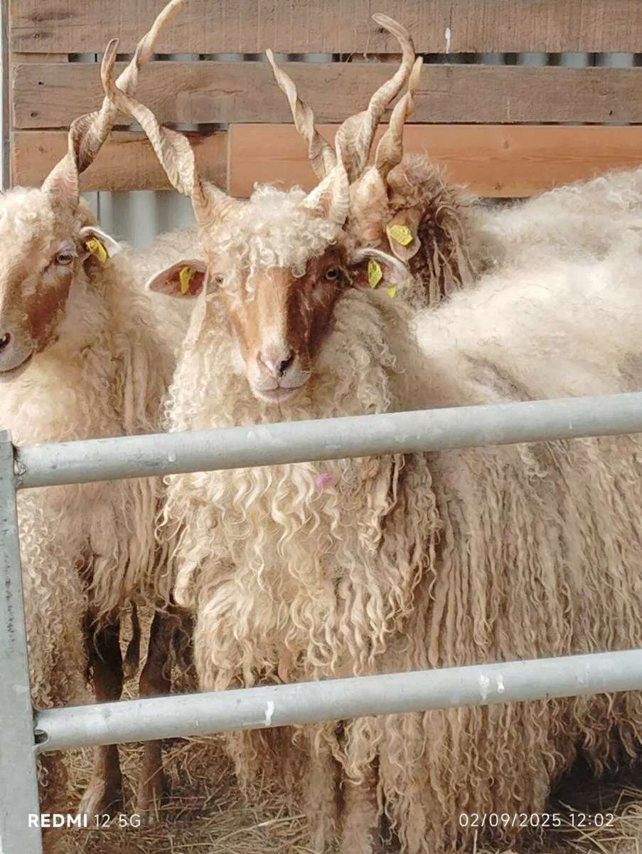 Hungarian Racka - Image 2