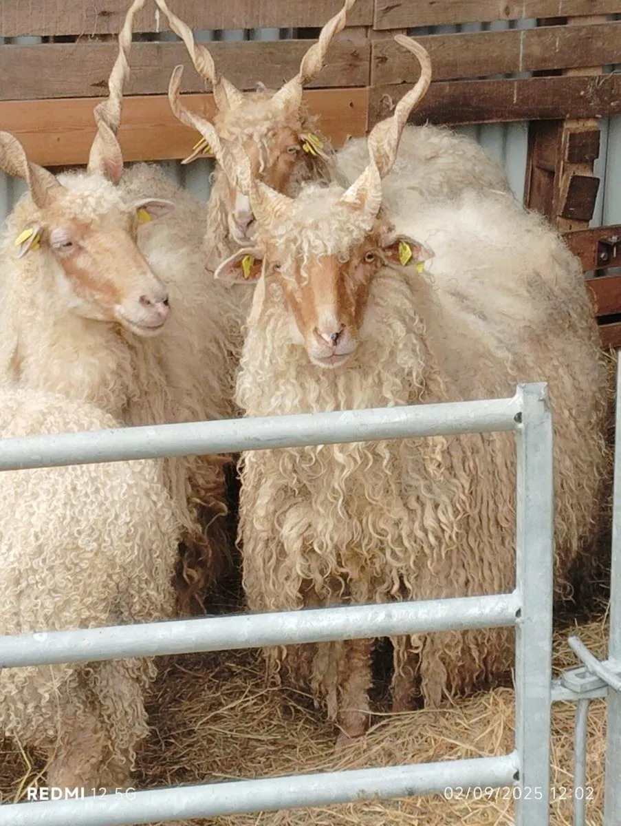 Hungarian Racka - Image 3
