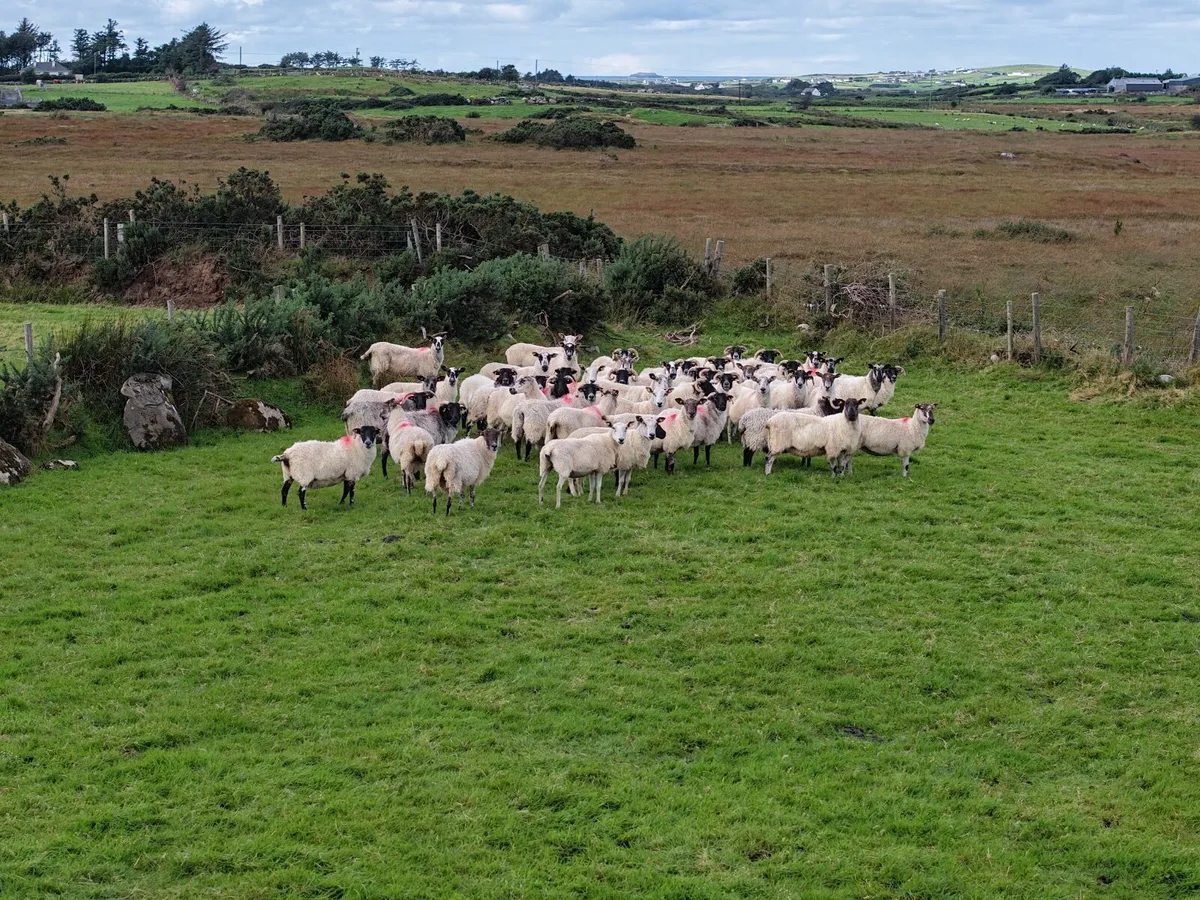 Sheep/ Drone Service - Image 4