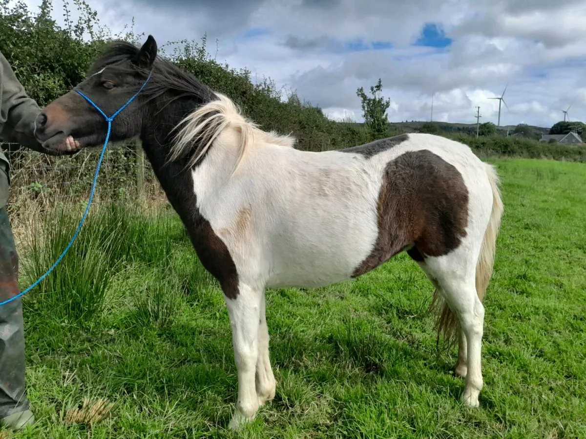 Childs pony - Image 1