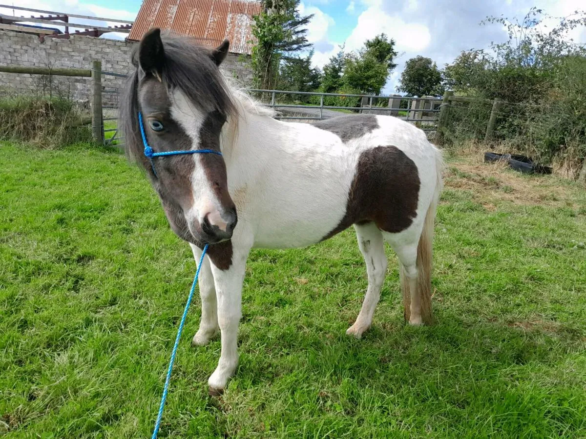 Childs pony - Image 2