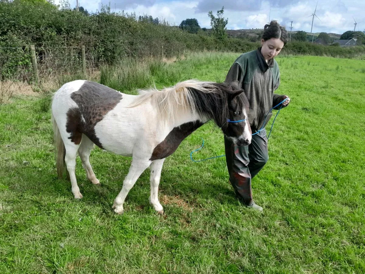 Childs pony - Image 3