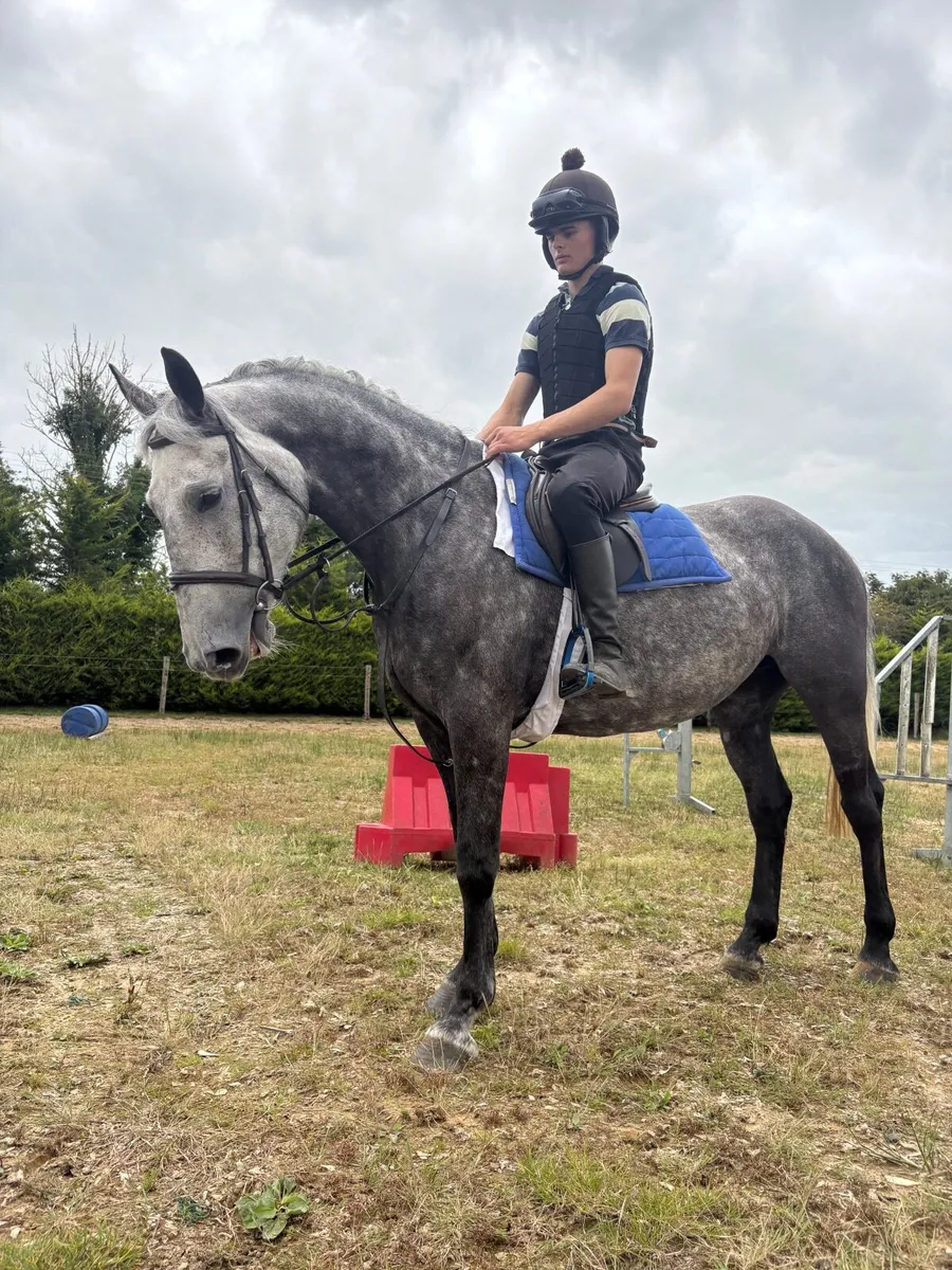 15.2hh mare by Keamore Diamond Clover