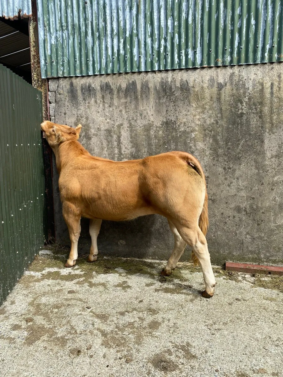 Pedigree show heifer - Trueman Vanessa - Image 2