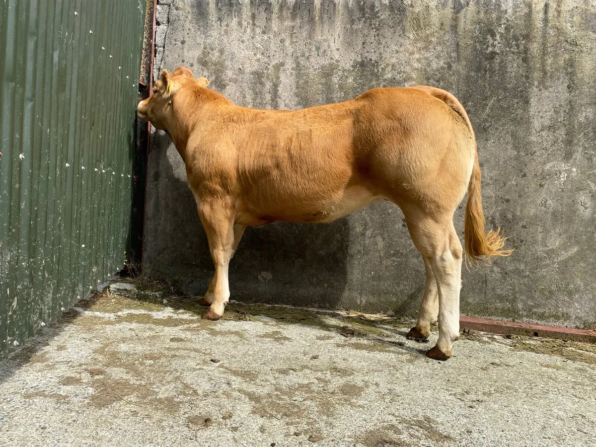 Pedigree show heifer - Trueman Vanessa - Image 3