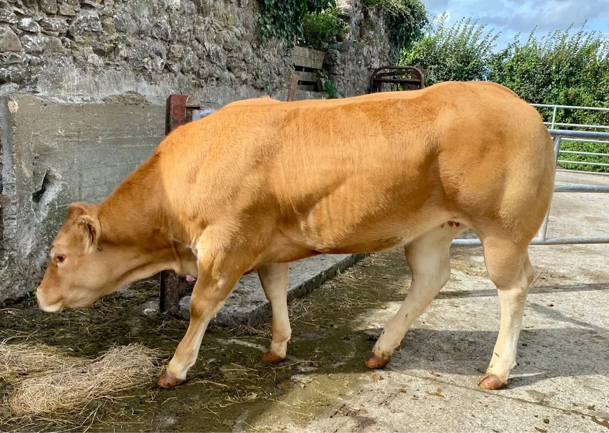 Pedigree show heifer - Trueman Vanessa - Image 4