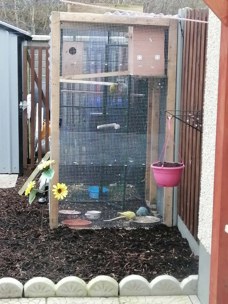 Ringneck parakeet