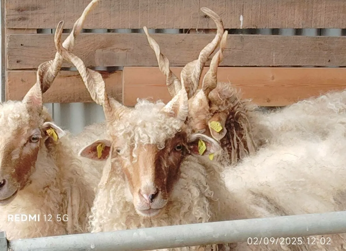 Hungarian Racka - Image 1