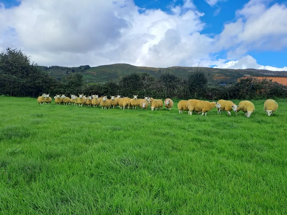 Cheviot hoggets - Image 1