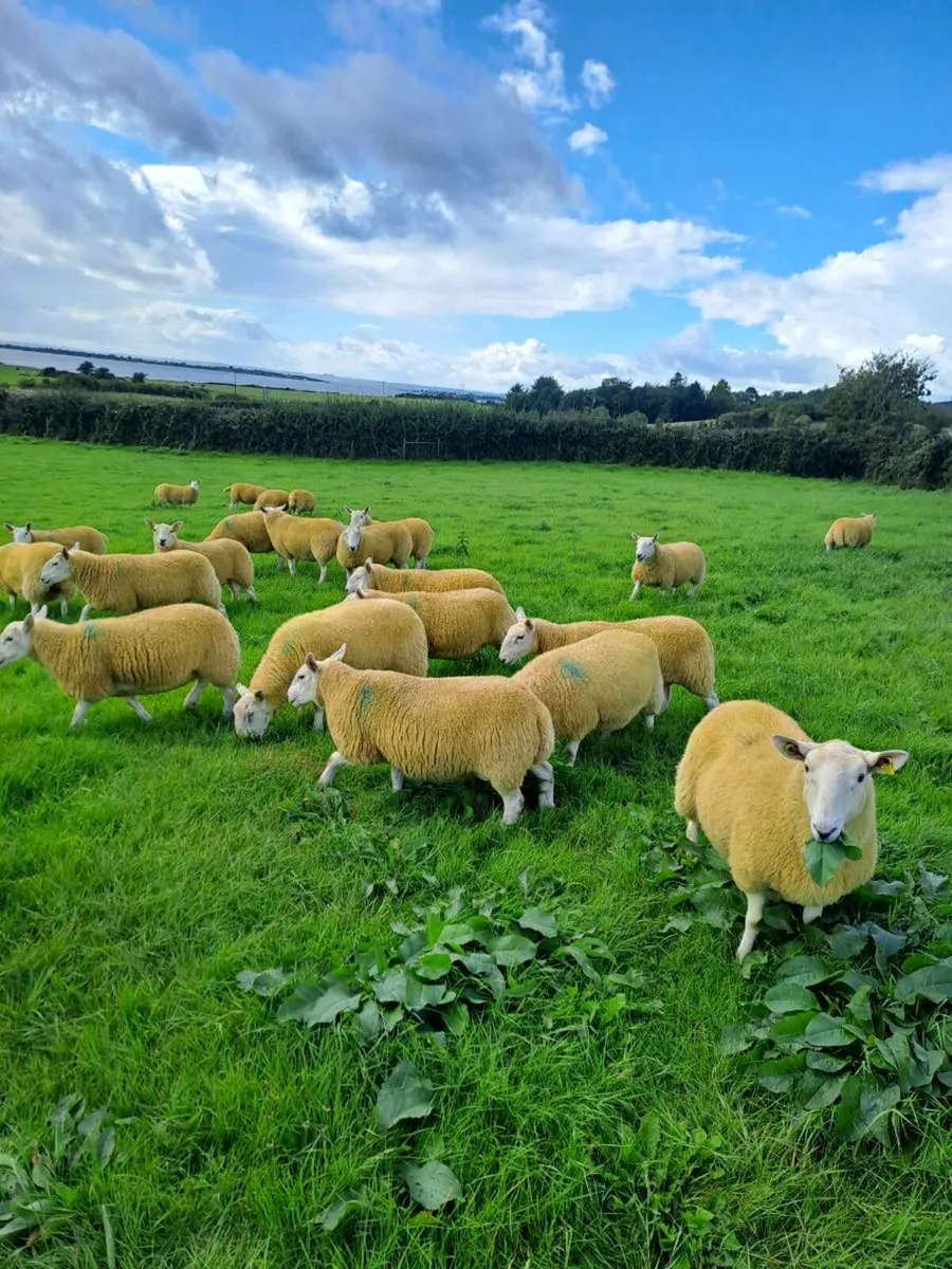 Cheviot hoggets - Image 2