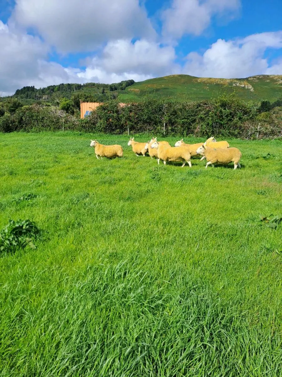 Cheviot hoggets - Image 3