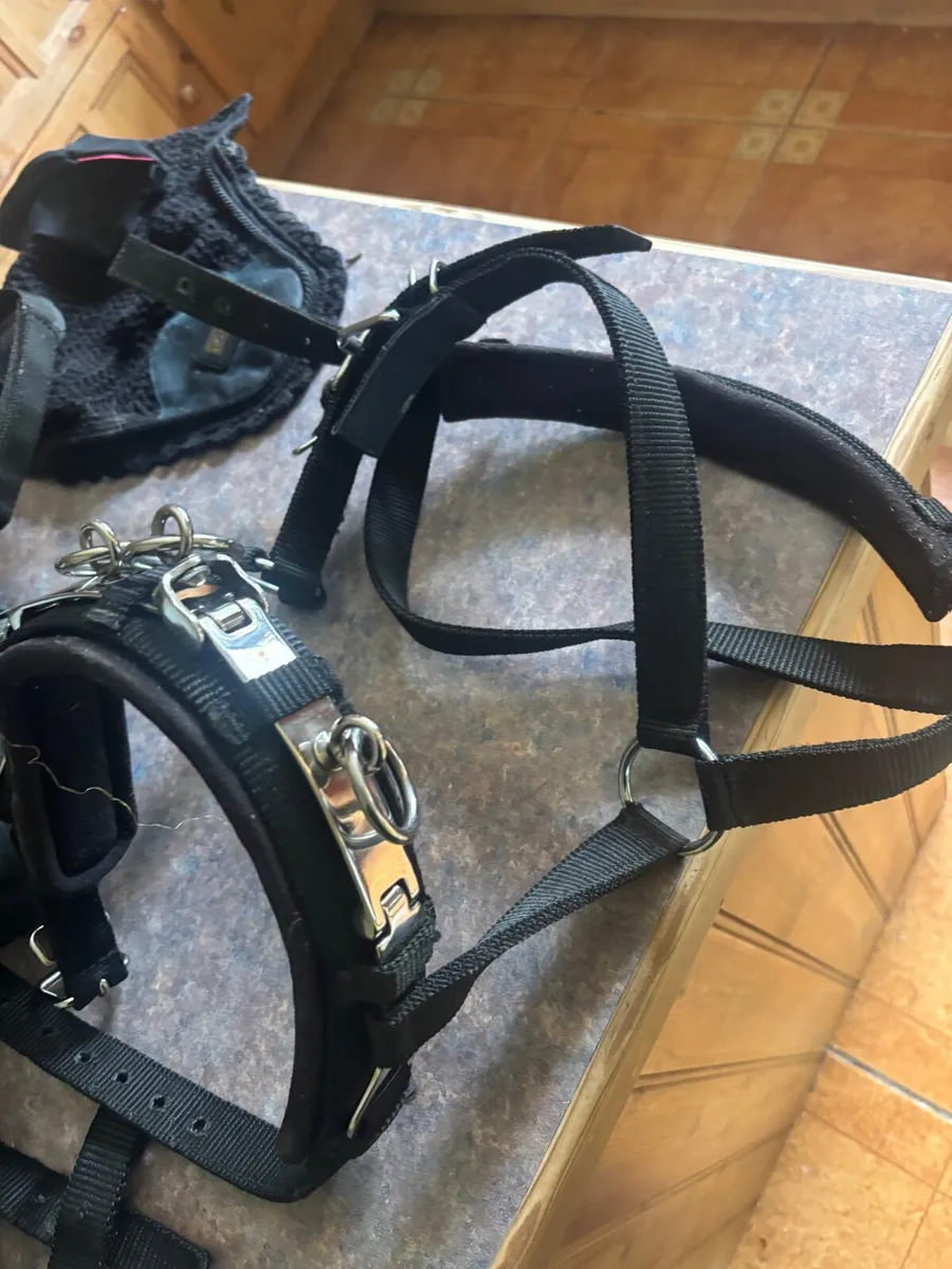 Horse tack - Image 1