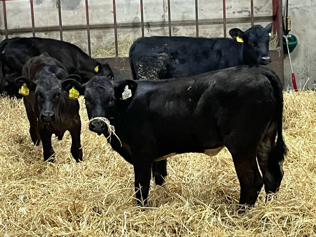 3 Super LIM Heifer Runners - Image 1