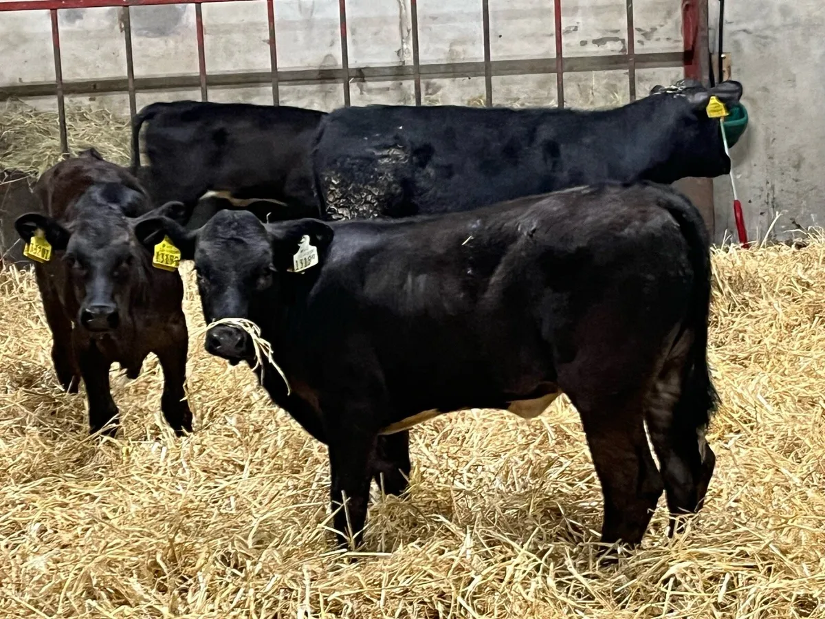 3 Super LIM Heifer Runners - Image 2