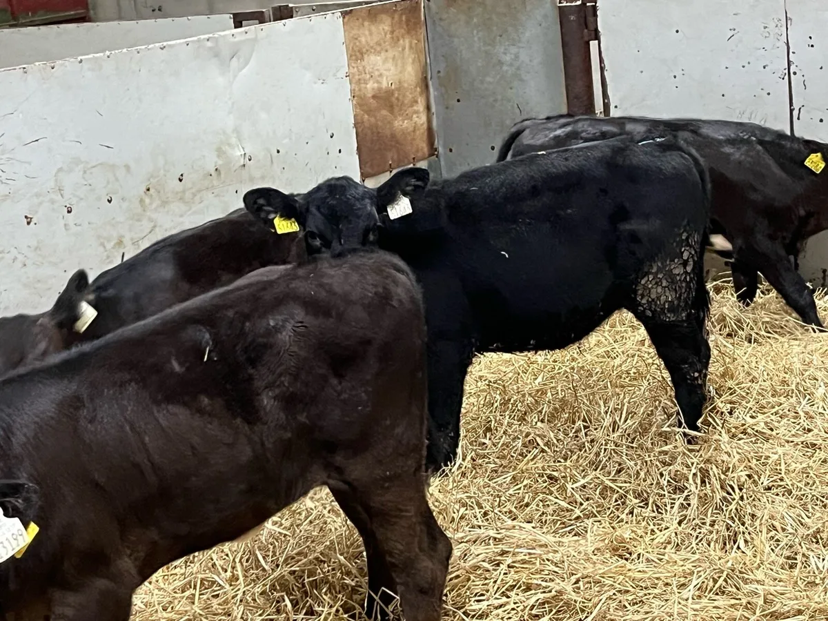 3 Super LIM Heifer Runners - Image 3
