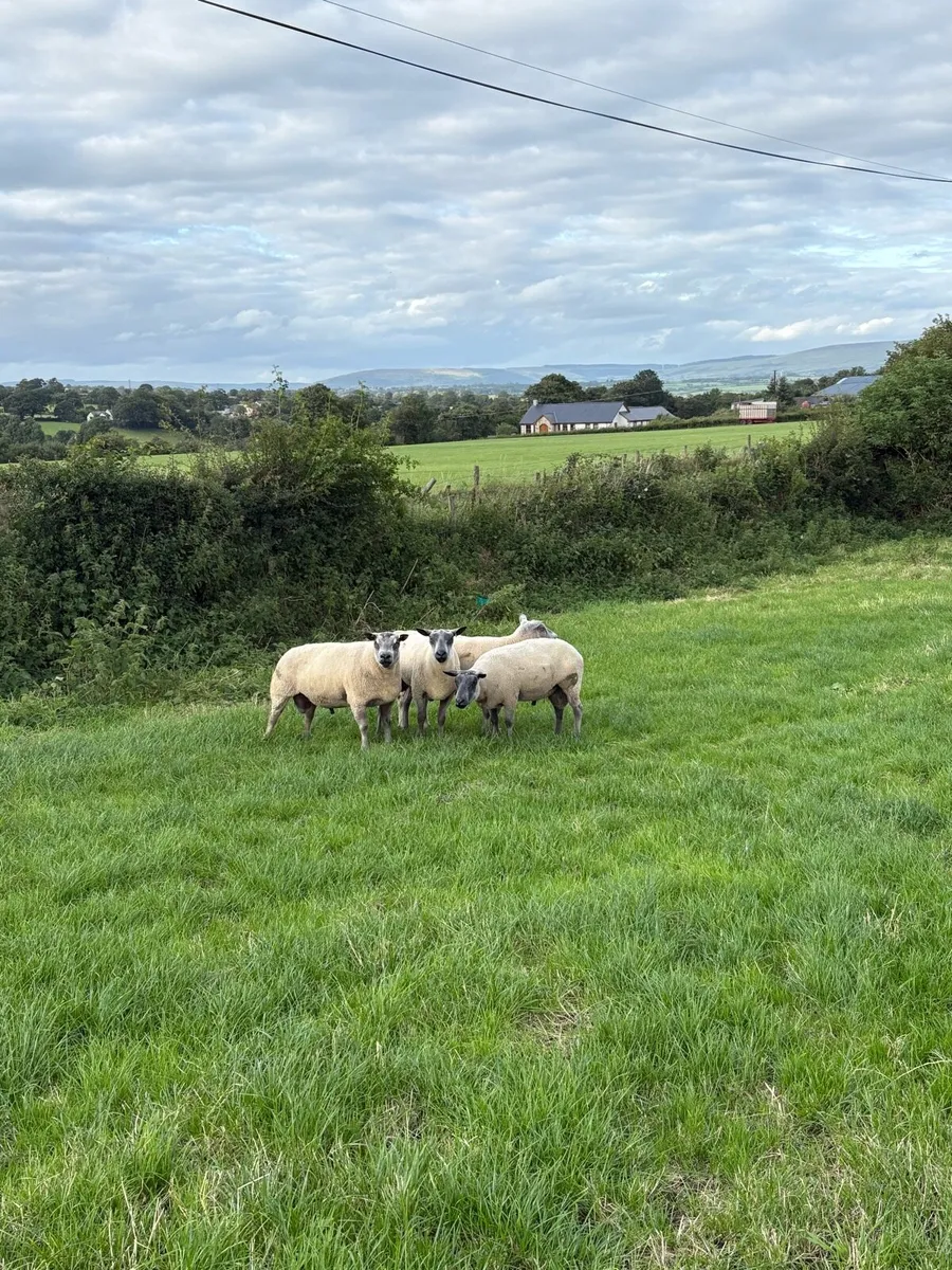 Bleu du Maine Rams - Image 1